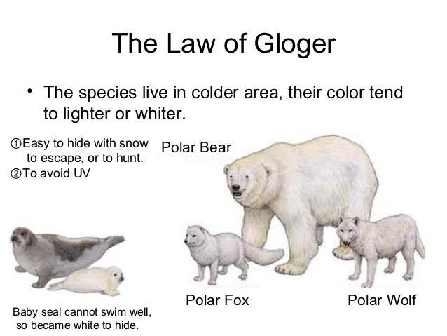 Ecological Rule Glogers rule: