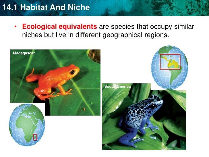 Ecological equivalents: Organisms that occupy the same or similar ecological niches in different geographical regions.