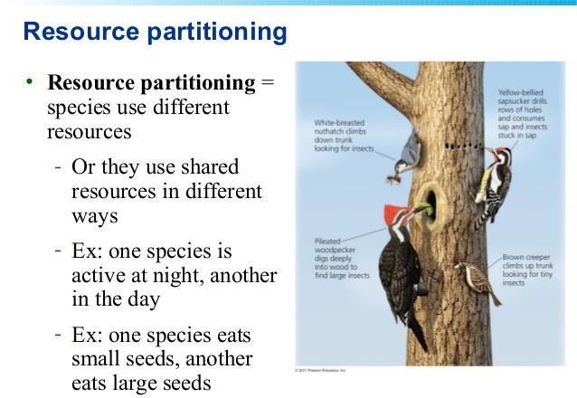 Resource partitioning is often seen in similar species that occupy the same geographical area.