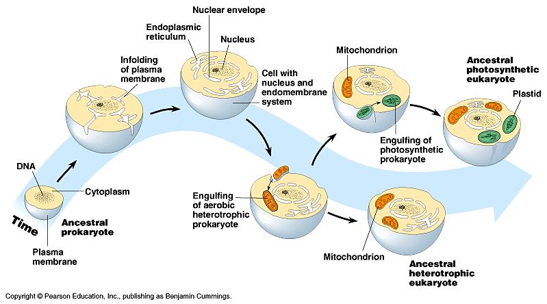 Serial Endosymbiosis Theory The Origins of the