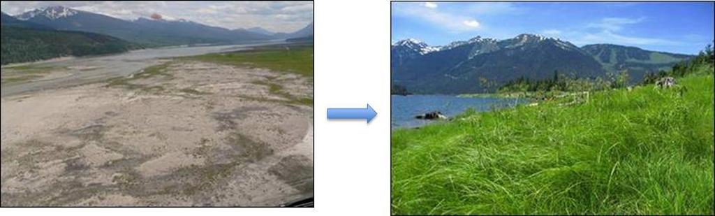 CLBWORKS-2 ARROW LAKES RESERVOIR REVEGETATION PHYSICAL WORKS Project goal - maximize vegetation growth in the drawdown zone 1 year of