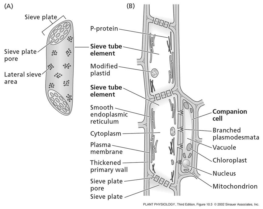 Sieve tube elements Tubular cells with end wall pores and lateral sieve areas Membrane bound Have some organelles Have adjacent companion cells Sieve element features living, membrane-bound cells