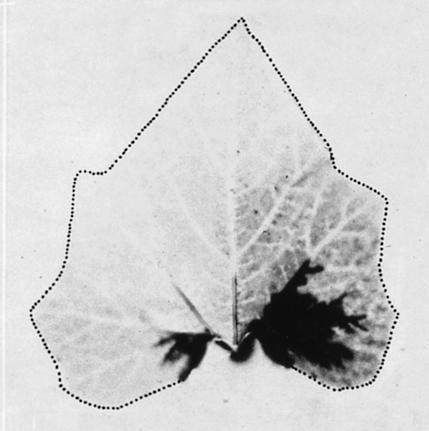 Leaves are numbered according to their age; the youngest, newly emerged leaf is designated 1 Anatomical and developmental determinants