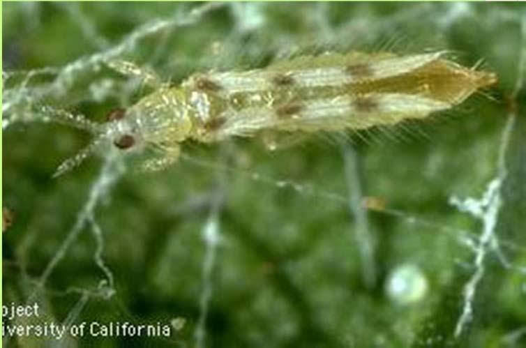Thrips Mites (spiders, not