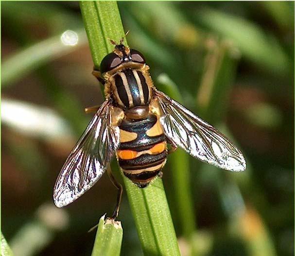 Biological Control Enhanced: beneficial flies, stingless