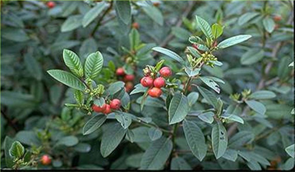 Native species that attract beneficial insects Coffeeberry