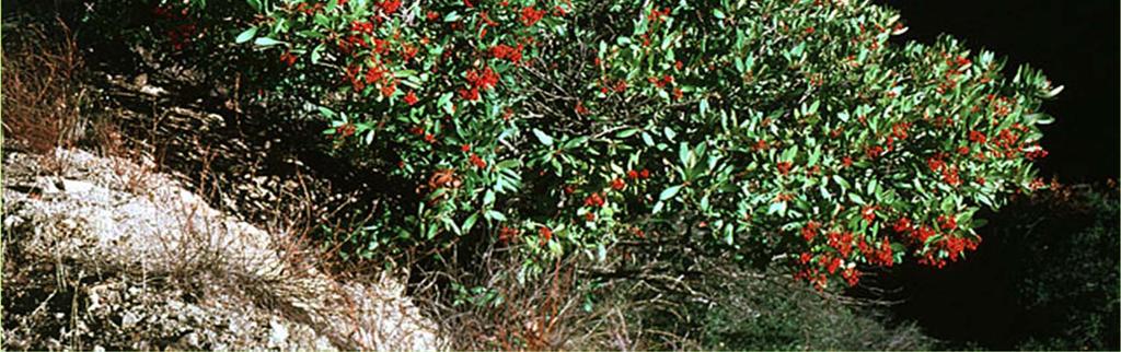Heteromeles arbutifolia