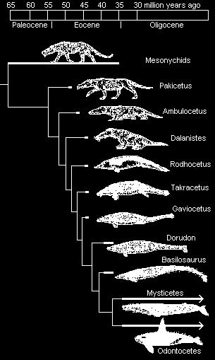 Example: Evolution of whales Land mammal with whale-like teeth Had teeth like Mesonychids but an inner ear adapted for water, and nostrils on the top of its skull Limbs adapted to swimming and