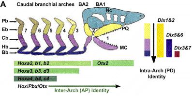 Ex: Evolution of complex structures: the jaw The cartilaginous structures called gill arches in fish (blue) support the soft tissue of the gill.