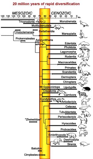 The adaptive radiation of the mammals - note that this diversification is