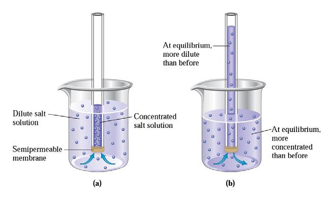 Solute increase the osmotic pressure Semi permeable memebreane only allows the solvent molecules to pass Fig. 8.