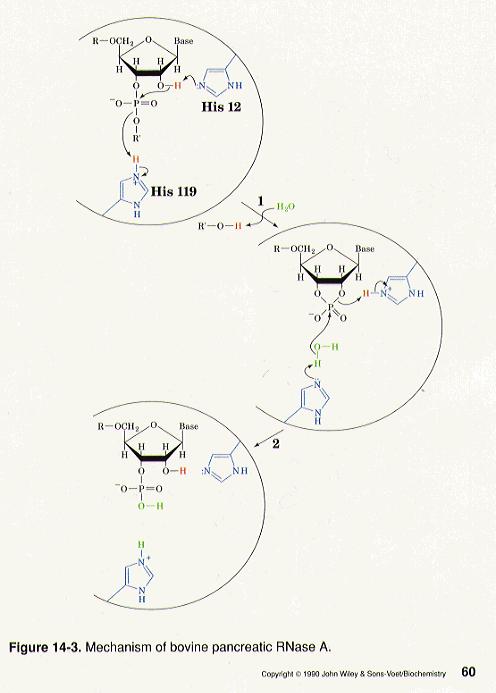 Enzymatic Catalysis III Ribonuclease A An example of a general acid and base catalysis Digestive enzyme found in pancreas - involved in digestion of RNA.