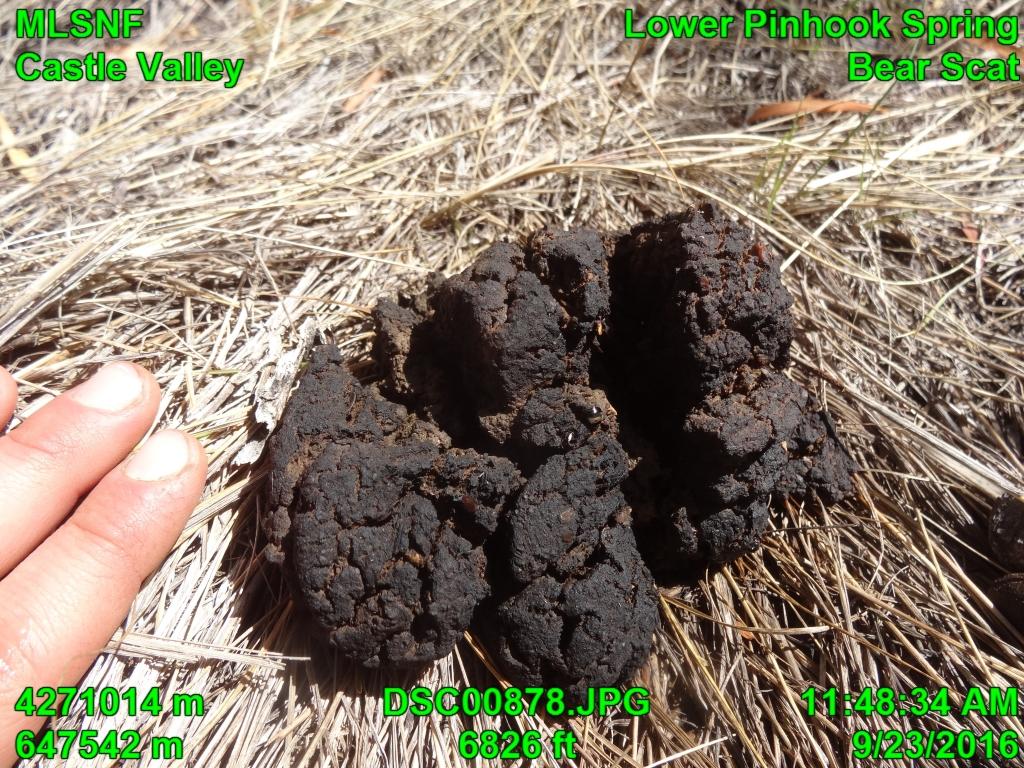 7 Fig. 9: Black Bear scat IV. Assessment Water Presence Within the exclosure, surface water was present at four locations: a, source pool (Fig. 1), lower pool (Fig. 2), intermittent pool (Fig.