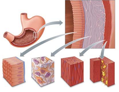 Tissues Connective tissue Connects, supports, and anchors various body parts Distinguished by having relatively few cells dispersed within an abundance of