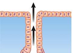 or functions Example: Stomach Inside of stomach lined with epithelial tissue Wall of stomach contains smooth muscle Nervous tissue in stomach controls