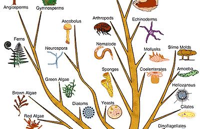 Learning Objectives By completing this tutorial, you will learn about: What biology is. Basic theories of biology. The diversity of life.
