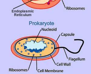 organelles. Eukaryotes Membrane bound organelles.