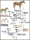 Comparative anatomy Evolutionary relationships determined by examining anatomical structures: Homology Similarity in body parts in different organisms Attributable to descent from a