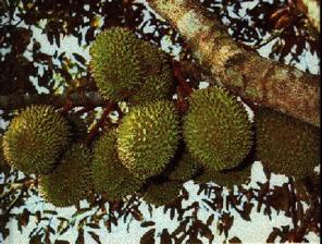 Orangutans eat durian fruits