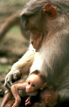Can primates recognize paternal kin? Rules of thumb: -Did you mate with the mom? -What other males mated with the mom?