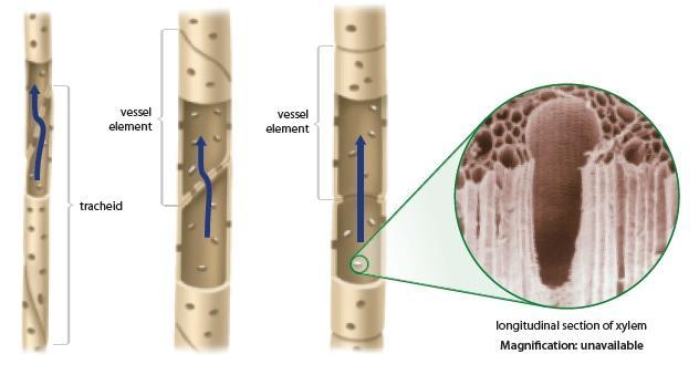Xylem and