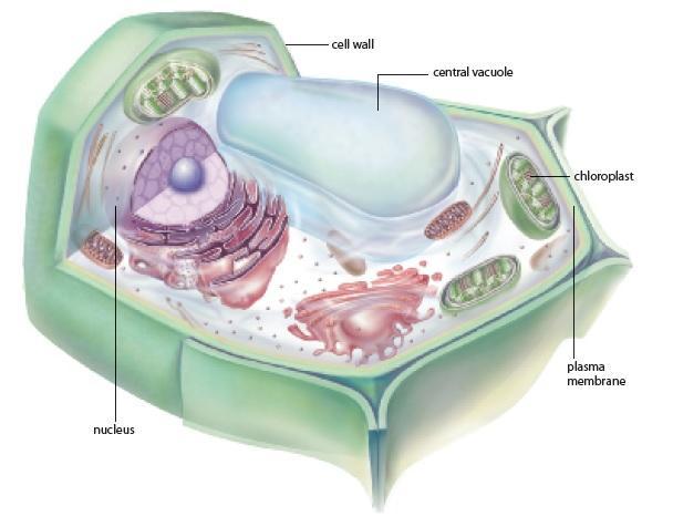 Plant Cells Plant cells have a cell wall, which provides support to the plant, a