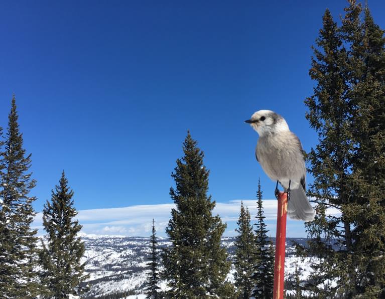 Winter 2017-2018 CoCoRaHS: Hello one and all, Here is your quarterly Colorado CoCoRaHS newsletter from your friendly state coordinator: Winter can be cold, and the short days can wear on us all.