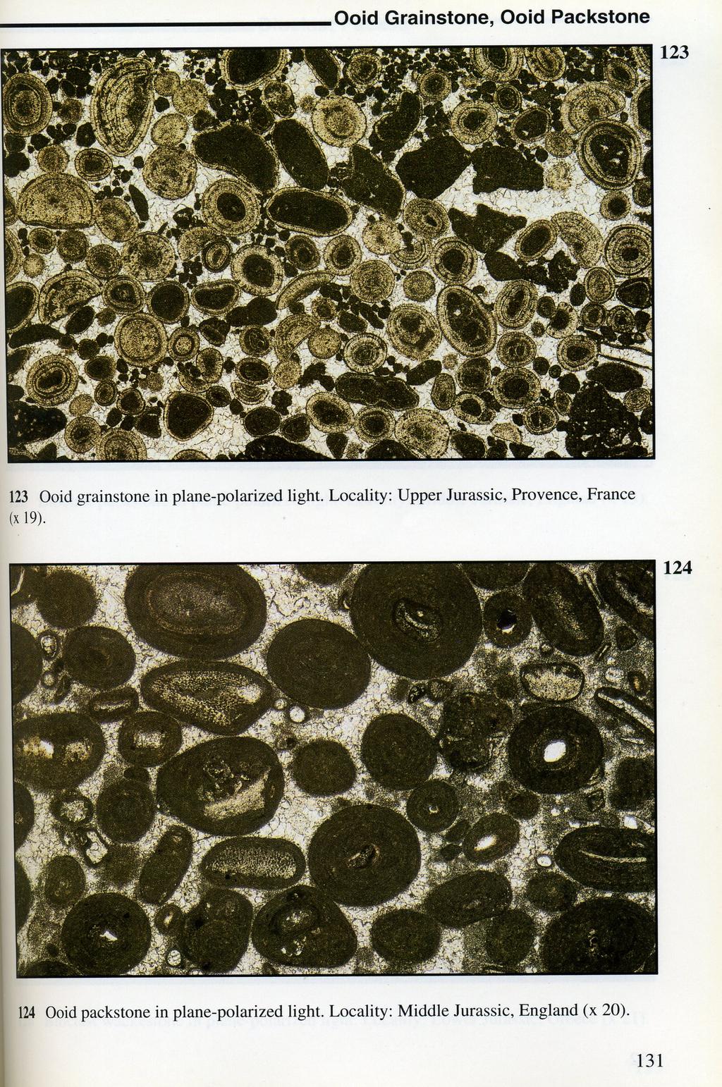 Carbonate Rocks in Thin Section PPL