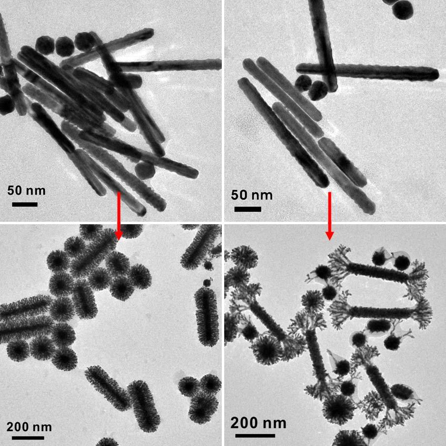 a b c d Figure S9. TEM images of the reaction intermediates (a, b) isolated 1 min after the initiation of the reactions.