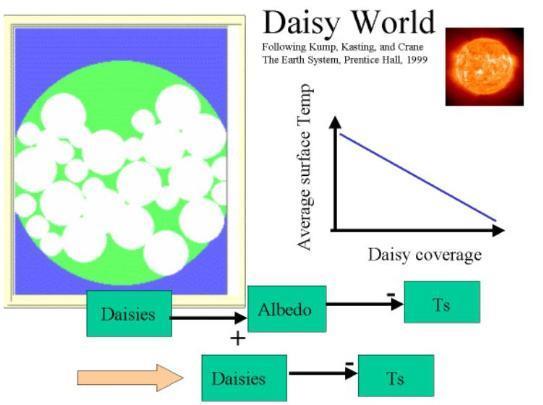 As white daisies die the planetary albedo decreases and the planetary temperature increases.