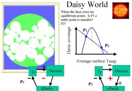 (it was too cold) * To the right of the graph s peak increasing local average surface temperature causes decrease in daisy coverage (it becomes too hot) This figure also applies to black daisies in