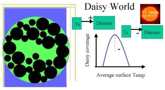 (Figure 1 of 3) Black daisies absorb more sunlight than the bare ground so as the black daisies grow the planetary albedo and the planetary temperature. The reverse is also true.