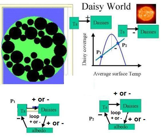 An analysis of black daisy coverage using feedback loops. (Figure 3 of 3) Complete all missing parts of the text to the right for black daisies.