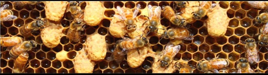 QUEEN REPRODUCTION Emergency Beekeeper Error Disease or