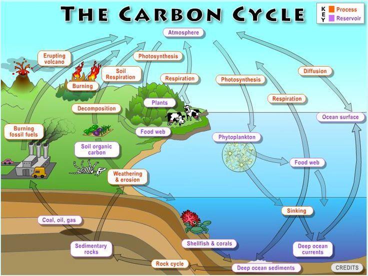 Question Referring back to the Carbon Cycle,