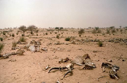 Sahel drought 1980s Climate model forced by