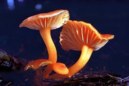 appears on some damage crops and plants. Mushrooms, mold and mildew are all examples of organisms in the kingdom (fungi).
