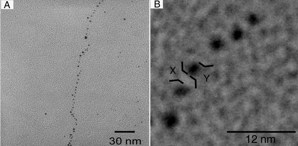 method + λ-dna 1.9-nm particles separated by 1.
