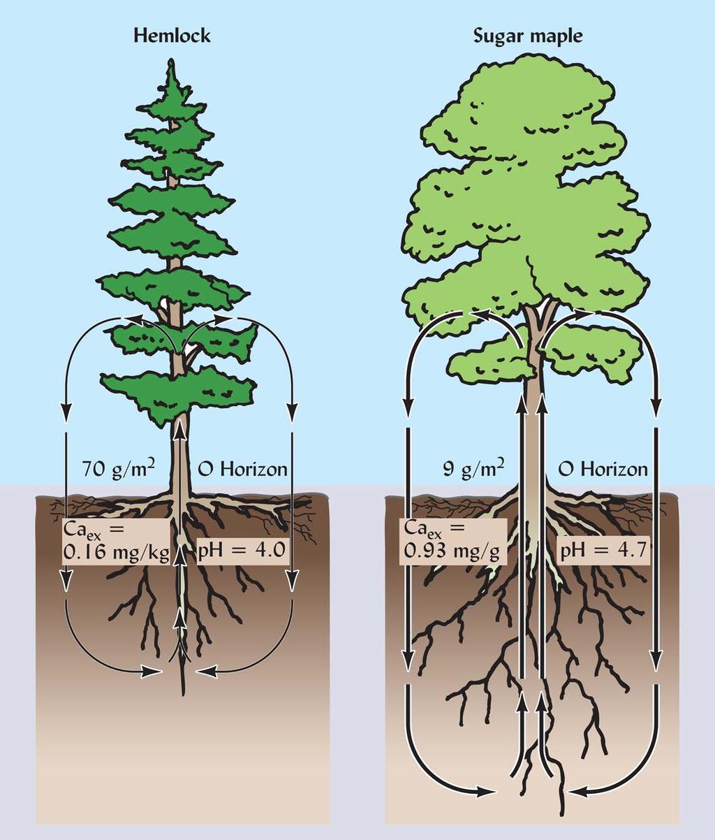 Influences of Biota: Cation Cycling Conifer needles are low in Ca 2+ Little cation recycling occurs Organic matter on soil surface becomes acidic with low base saturation Lower uptake of Ca 2+ from