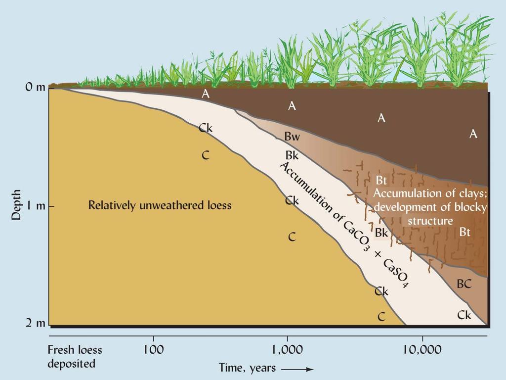 Soil Development on Calcareous Loess in a Warm,