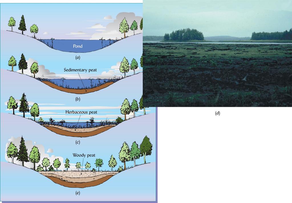 Organic Deposits Accumulation of organic matter in wetlands leads to