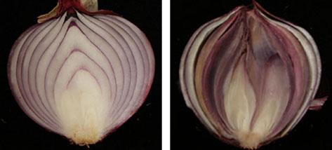 Effects of onion curing on bulb rot 539 Figure 2 Natural infection of bulbs.