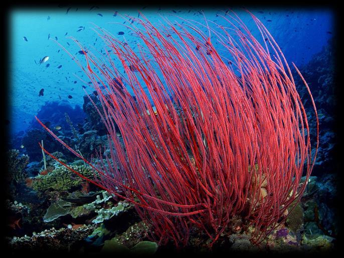 coral, sea whip, & sea anemone http://toimage.blogspot.