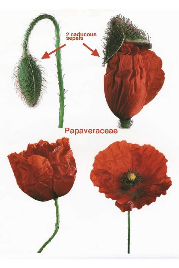 Papaveraceae - poppy family!