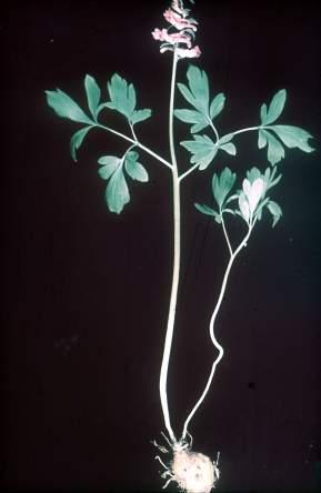 Papaveraceae - poppy