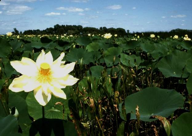 (sacred oriental lotus lily) Nelumbo lutea - lotus lily Nymphaea