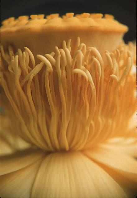 Nelumbonaceae - lotus lily family!