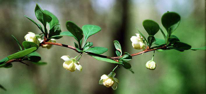 relict distribution 3 native genera to Wisconsin + Berberis small shrubs