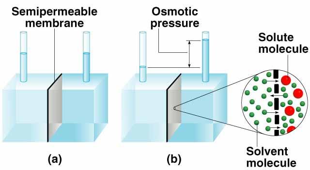 Osmotic Pressure (π) Osmosis : the selective passage of solvent molecules through a porous membrane from a dilute solution to a more concentrated one.