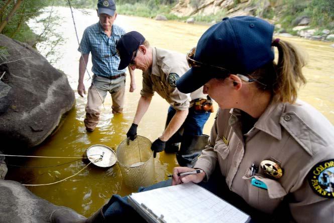 5 inch rainbow trout fry placed in cages at three sites in
